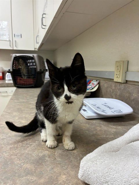 MICKEY - Domestic Short Hair available for adoption