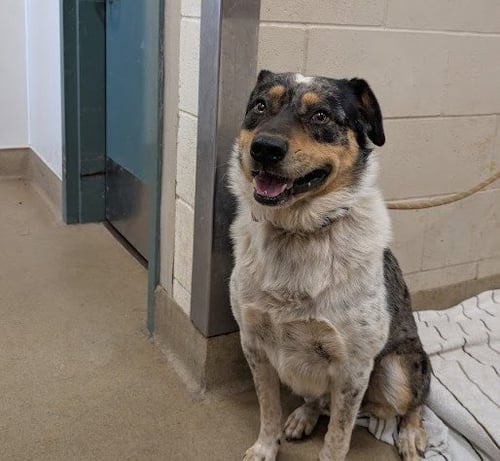 JORDAN - Australian Shepherd available for adoption