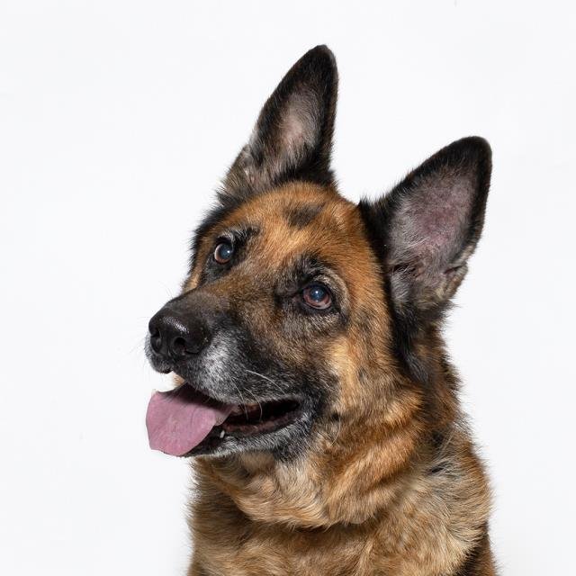 KYA - German Shepherd Dog available for adoption