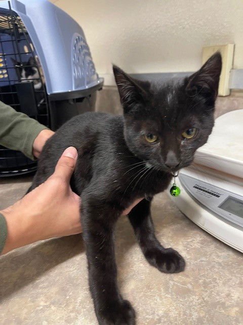 JUNIOR - Domestic Short Hair available for adoption