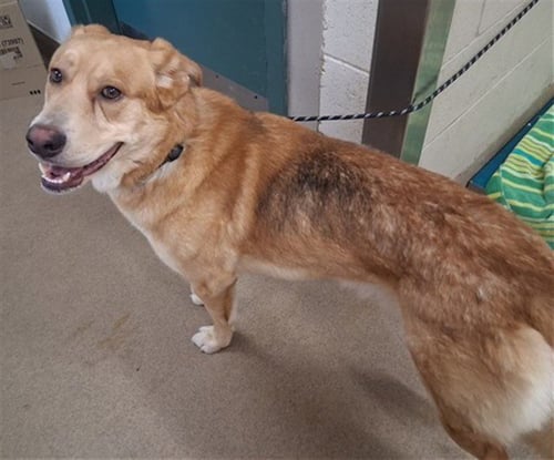 BOMBON - Labrador Retriever / German Shepherd Dog available for adoption