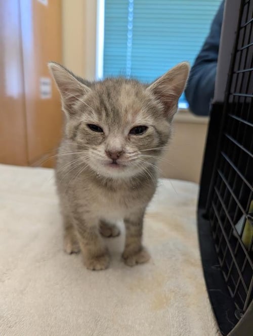 LIME - Domestic Short Hair available for adoption