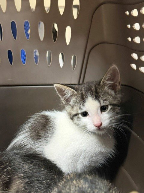 MRS. POTATO HEAD - Domestic Short Hair available for adoption