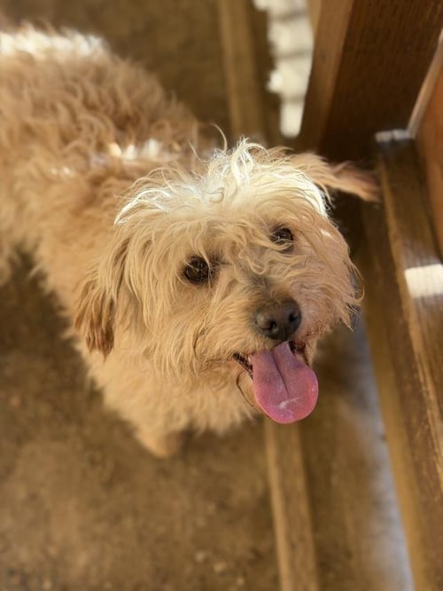 DAVY - Maltese available for adoption