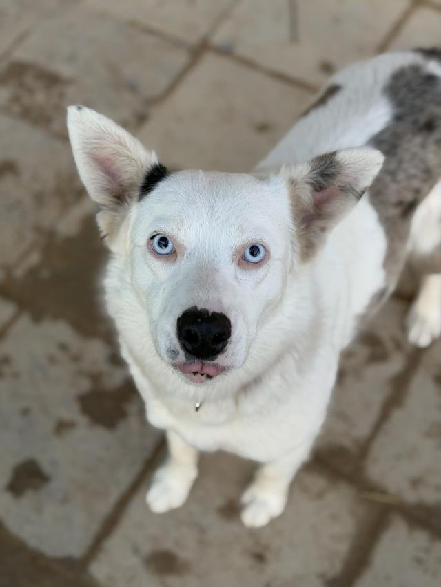 LUNA - Australian Shepherd available for adoption