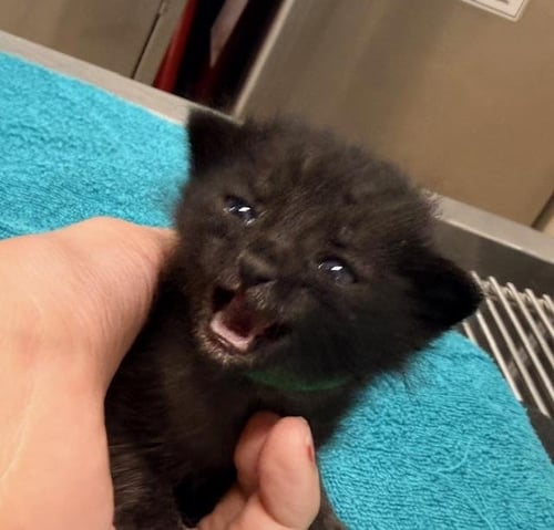 PICKLES - Domestic Short Hair available for adoption