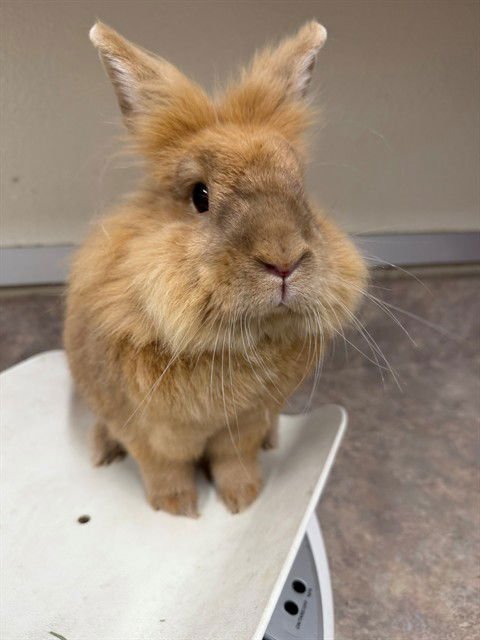 BELLA - Longhaired Rabbit available for adoption