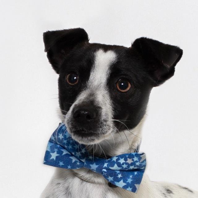 COSMO - Jack Russell Terrier (Parson Russell Terrier) available for adoption