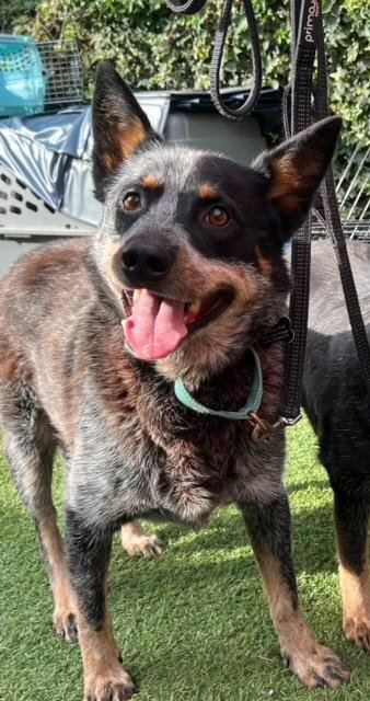 FALCON - Queensland Heeler available for adoption