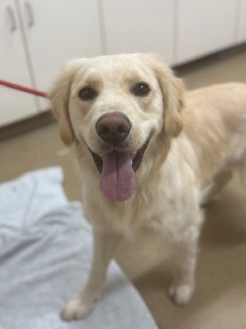 ATOM - Labrador Retriever / Golden Retriever available for adoption