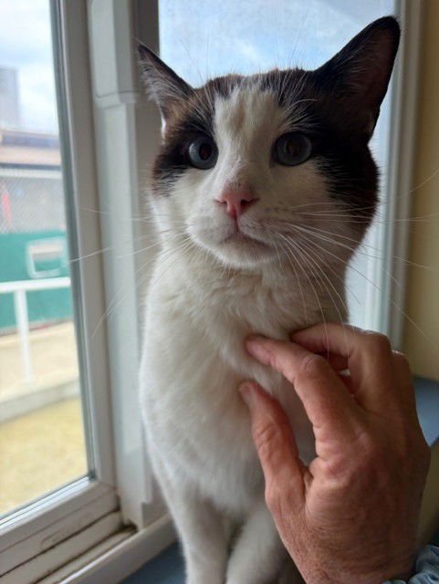 SETH - Siamese available for adoption