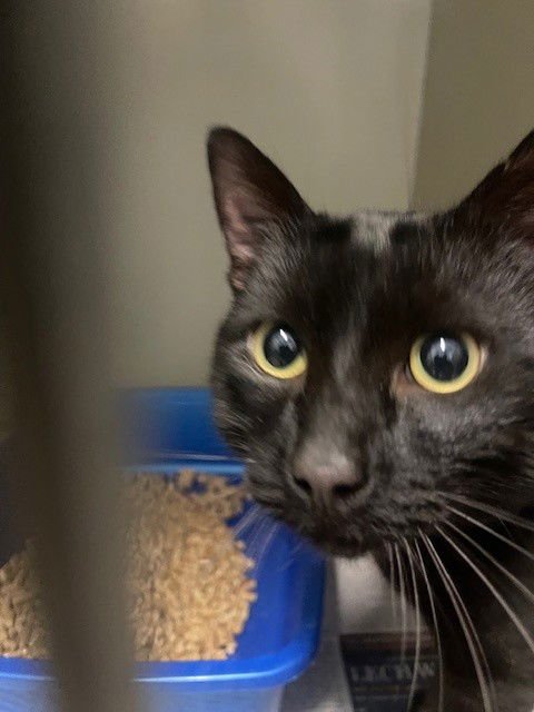 DOMINIC - Domestic Short Hair available for adoption