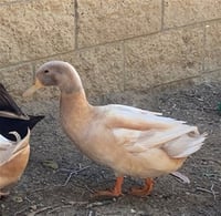 DUCK NORRIS - Photo 1