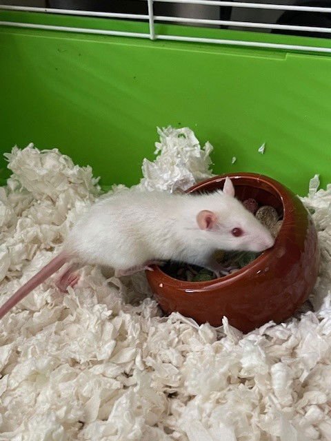 RAMONA - Rat available for adoption