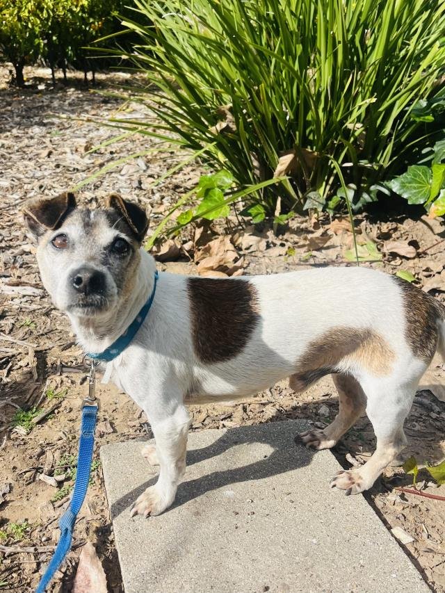 SCOOBY - Jack Russell Terrier (Parson Russell Terrier) available for adoption