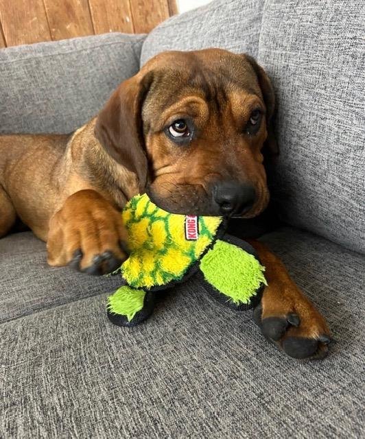 WAYLON - Pit Bull Terrier / Doberman Pinscher available for adoption