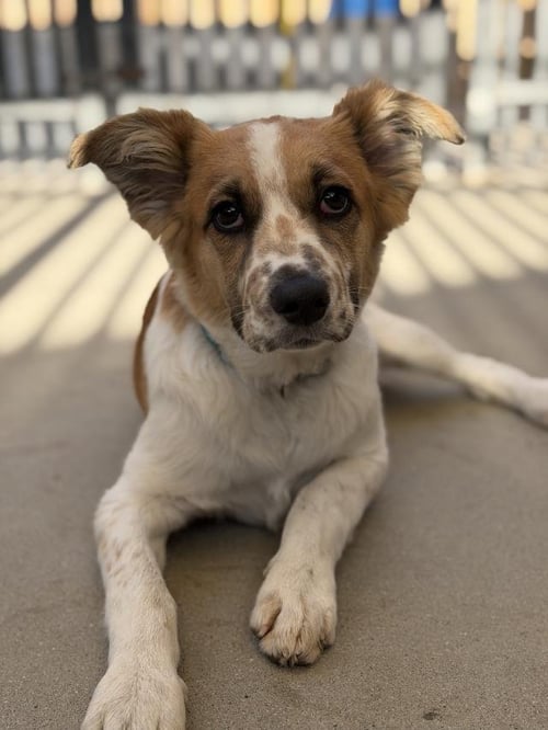 DALLAS - Anatolian Shepherd available for adoption