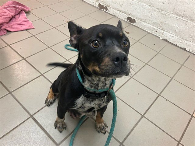 MAMMAS - Pit Bull Terrier / Queensland Heeler available for adoption