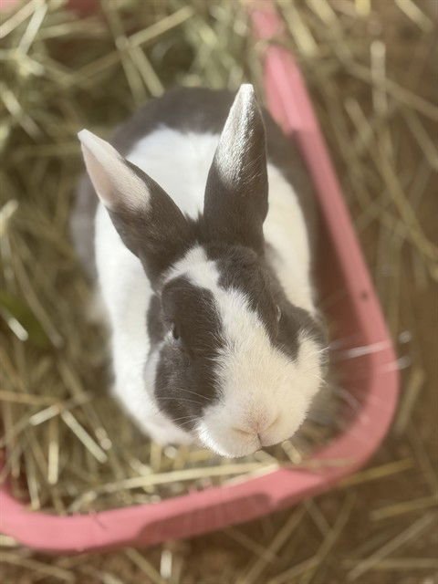 JULLIAN - Shorthaired Rabbit available for adoption