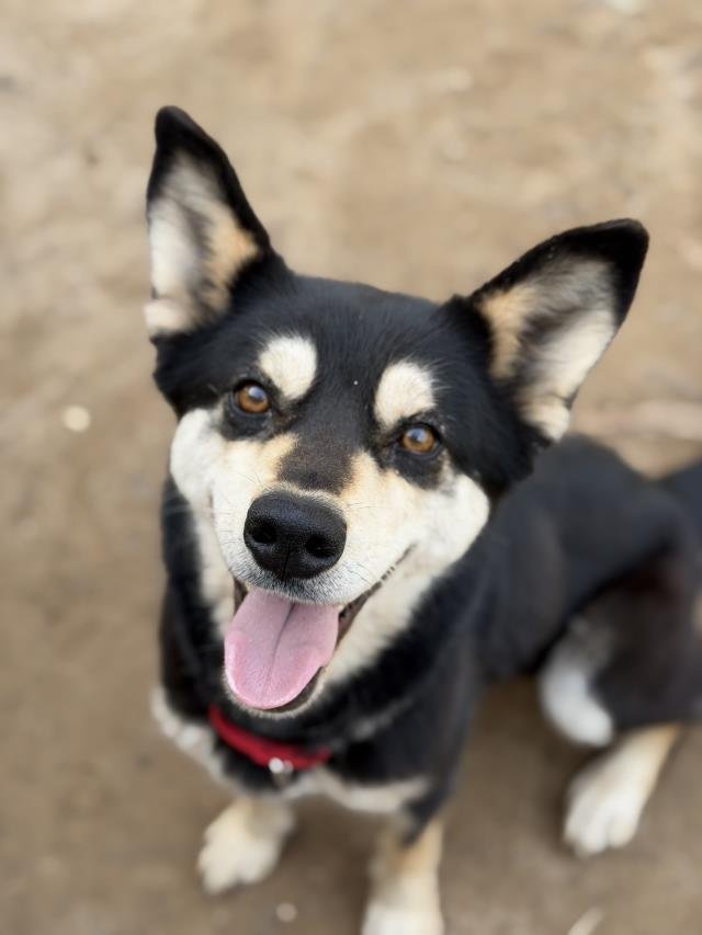 MAPLE - Australian Kelpie available for adoption