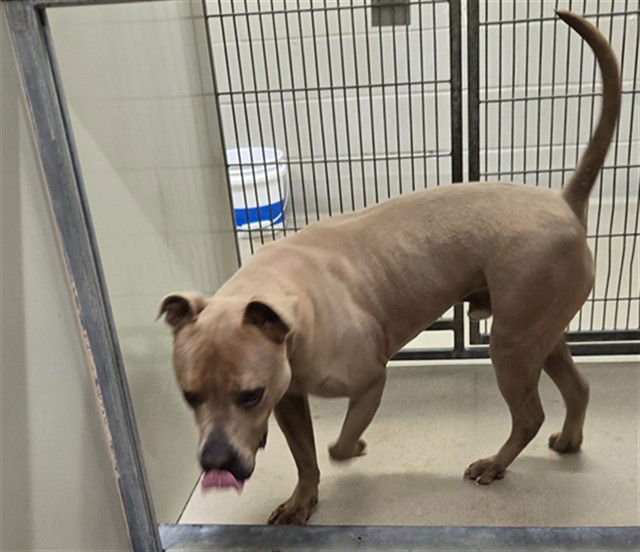 BERRY - Pit Bull Terrier available for adoption