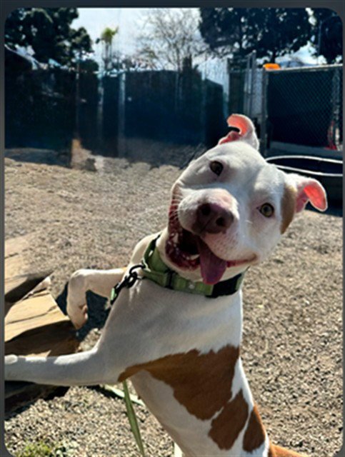 TINY - Pit Bull Terrier available for adoption