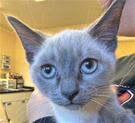 MAX - Domestic Medium Hair available for adoption