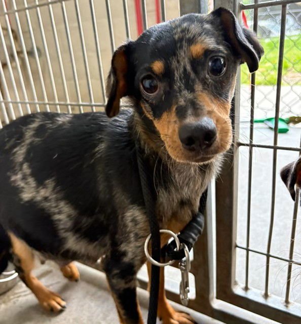 HAZEL - Chihuahua available for adoption