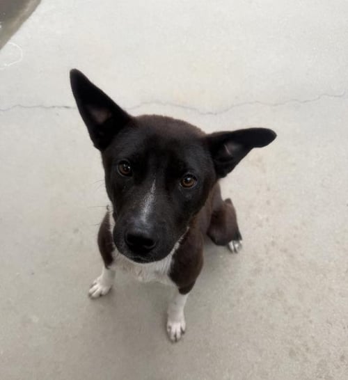 RODNEY - American Pit Bull Terrier / Australian Cattle Dog/Blue Heeler available for adoption
