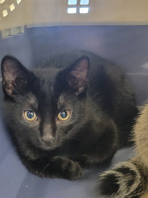 BOOTS - Domestic Short Hair available for adoption