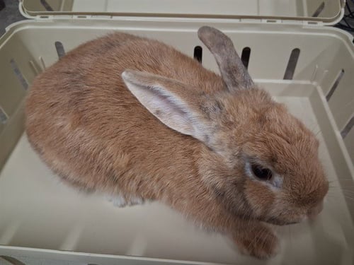 MANGO - Shorthaired Rabbit available for adoption
