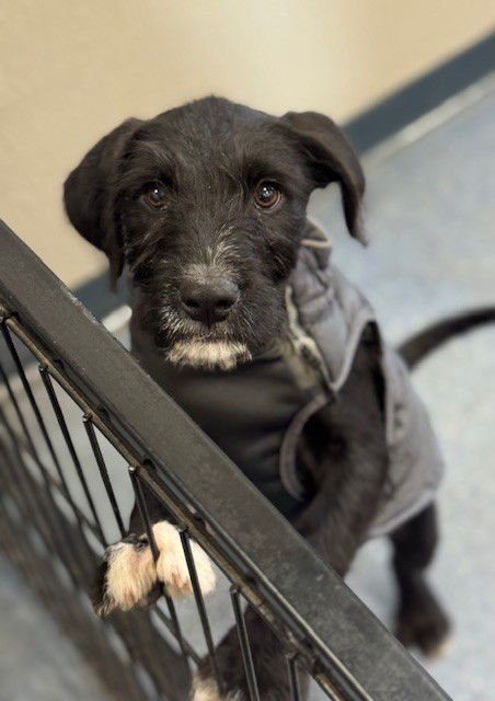 BRISTLE - Labrador Retriever available for adoption