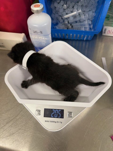 CALLA - Domestic Short Hair available for adoption