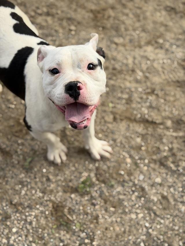 MIKEY - American Bulldog available for adoption