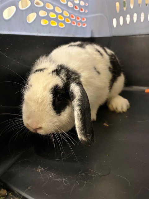 MABLE - Shorthaired Rabbit available for adoption