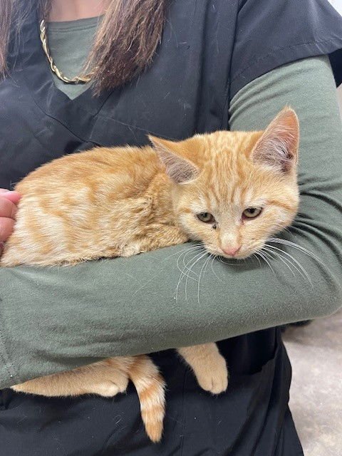 GRETCHEN - Domestic Short Hair available for adoption