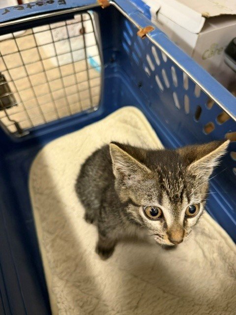 LYRIC - Domestic Short Hair available for adoption