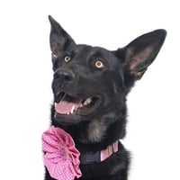 BINDI - Photo 1