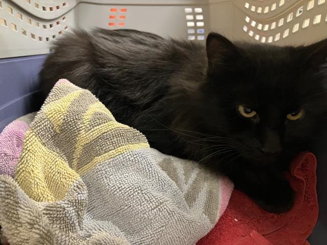 LEAVES - Domestic Medium Hair available for adoption