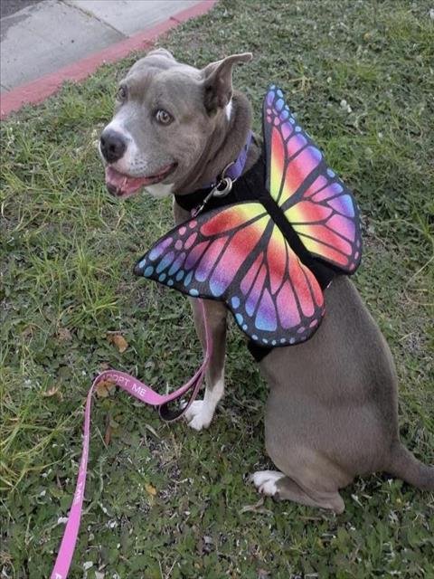 SUNSHINE - Pit Bull Terrier available for adoption