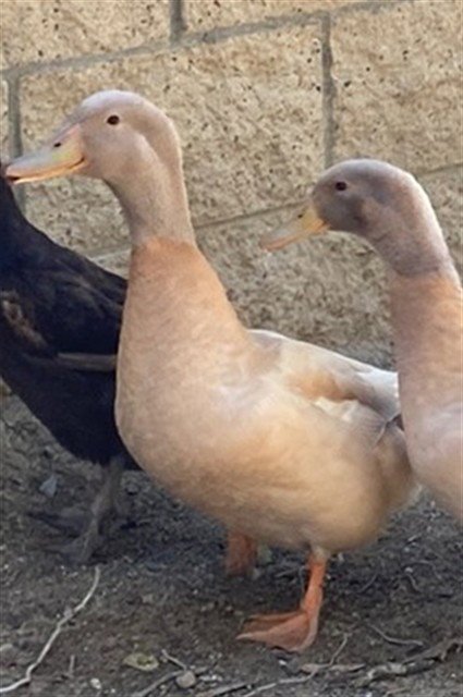 JAMES POND - Duck available for adoption