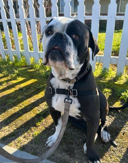 TORO - American Bulldog available for adoption