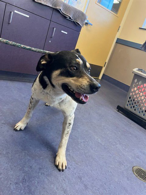 SCOUT - American Pit Bull Terrier available for adoption