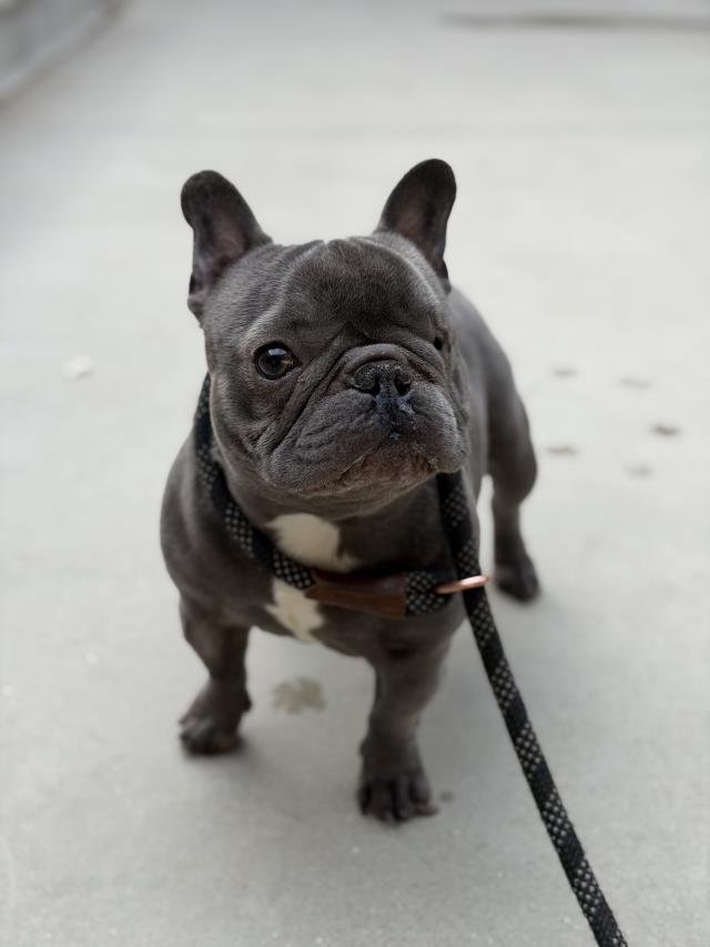 JEAN PAUL - French Bulldog available for adoption