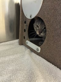 CAT 4 - Photo 1