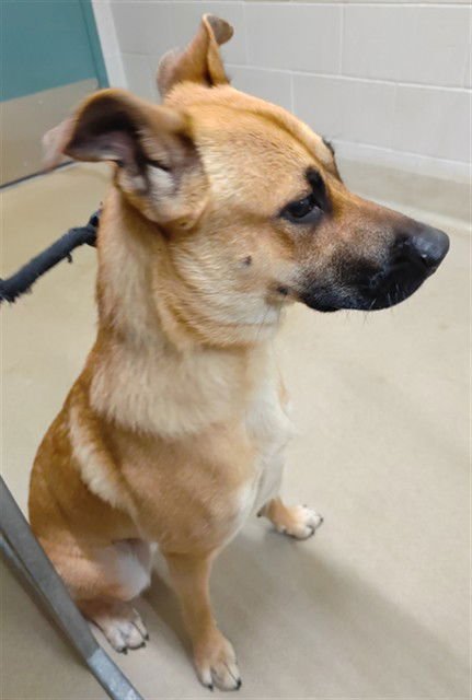 SCRATCHY - German Shepherd Dog available for adoption