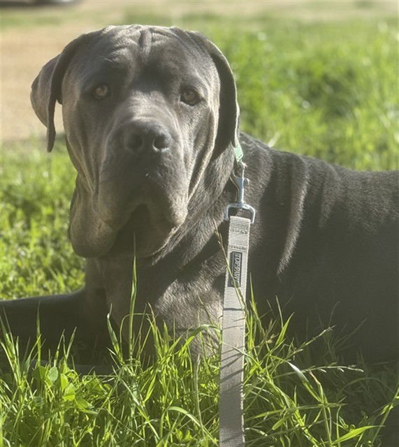 TREY - Cane Corso Mastiff available for adoption