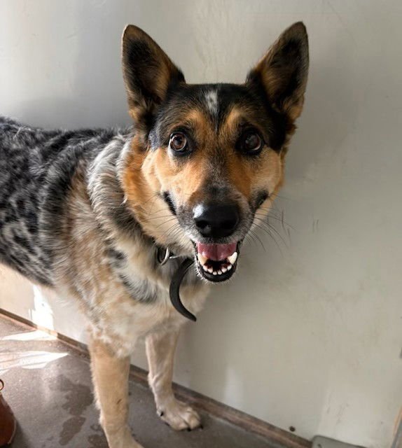 CHI - Queensland Heeler available for adoption