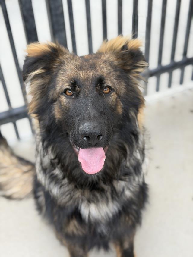 HERMAN - German Shepherd Dog available for adoption