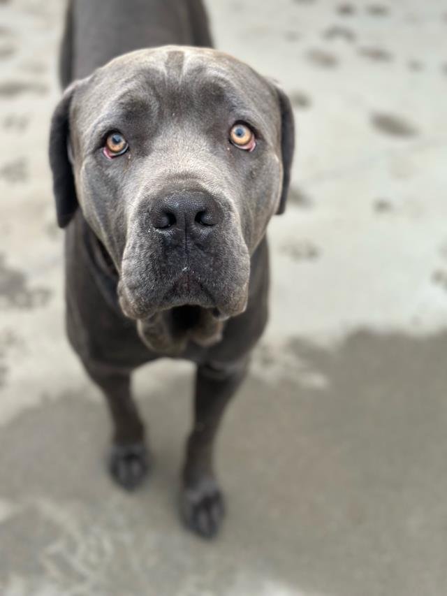CLOVER - Cane Corso Mastiff available for adoption